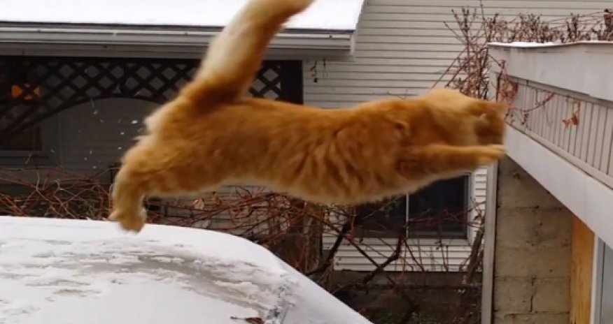 Waffles the cat tries to jump on to snowy roof - PHOTO