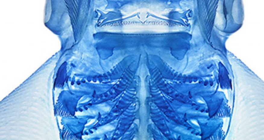 Scientist bleaches and dyes dead creatures to reveal their amazing inner anatomy - PHOTO