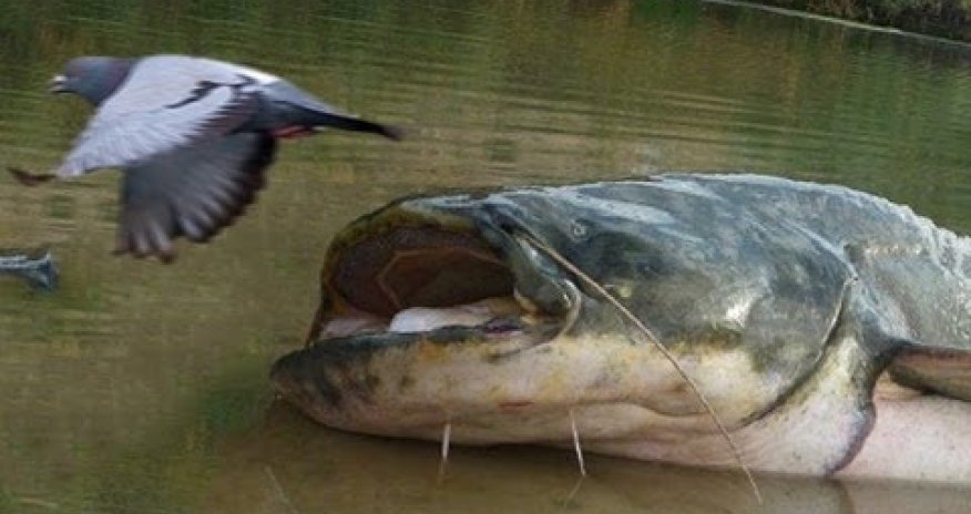 Killer catfish hunt pigeons on island - PHOTO+VIDEO