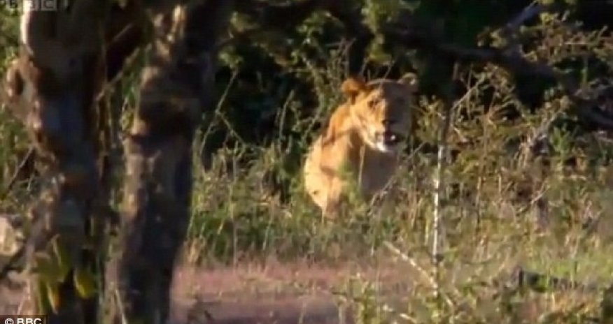 Men stealing meat from lions - PHOTO+VIDEO