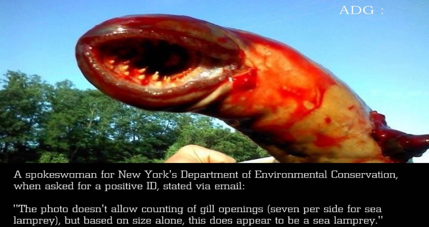 Huge eel like creature caught in New Jersey - PHOTO+VIDEO