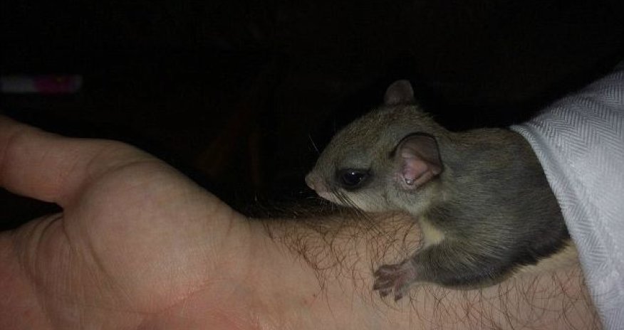 Man rescues an adorable rodent and nurses it into adulthood - PHOTO