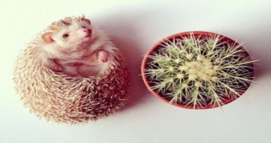 Darcy the flying Hedgehog is Instagram's 'biggest' star