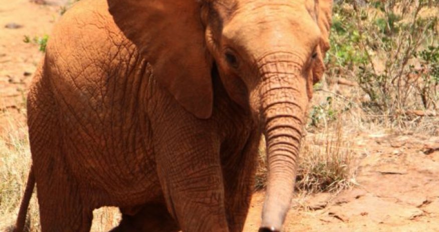 How an elephant orphanage saved Zongoloni - PHOTO
