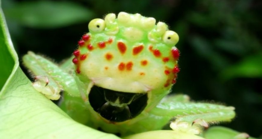 Costa Rican 'ugly bug’ shocks photographer