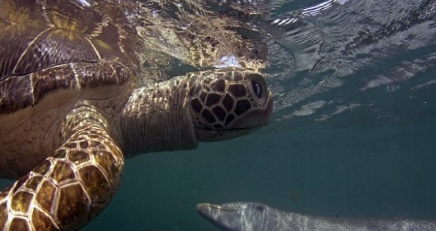 Film-maker sends HD cameras disguised as dolphins, tuna and turtles - PHOTO