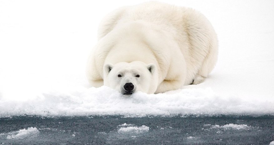 Polar bear in the Arctic is captured on an endless sea of icebergs - PHOTO