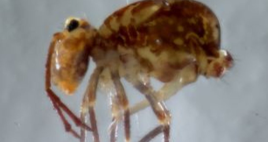 What's lurking in your Christmas tree? - PHOTO