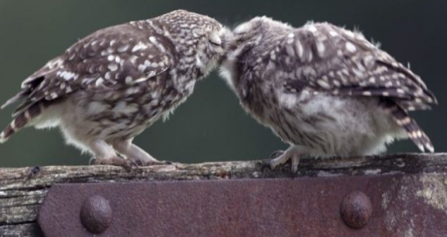 These two birds certainly turn heads as they seem to kiss - PHOTO