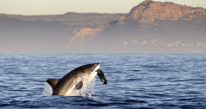 Incredible moment a Great White shark leaped out of the water - PHOTO