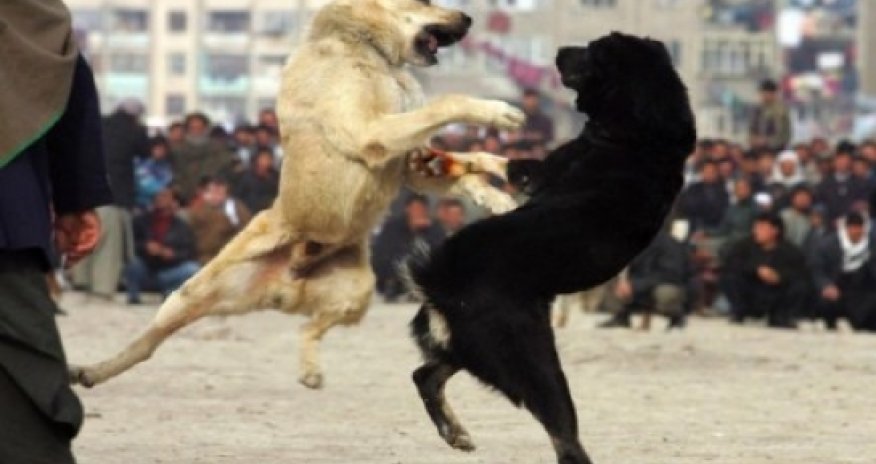 Cruel dog-fight in Azerbaijan - VIDEO