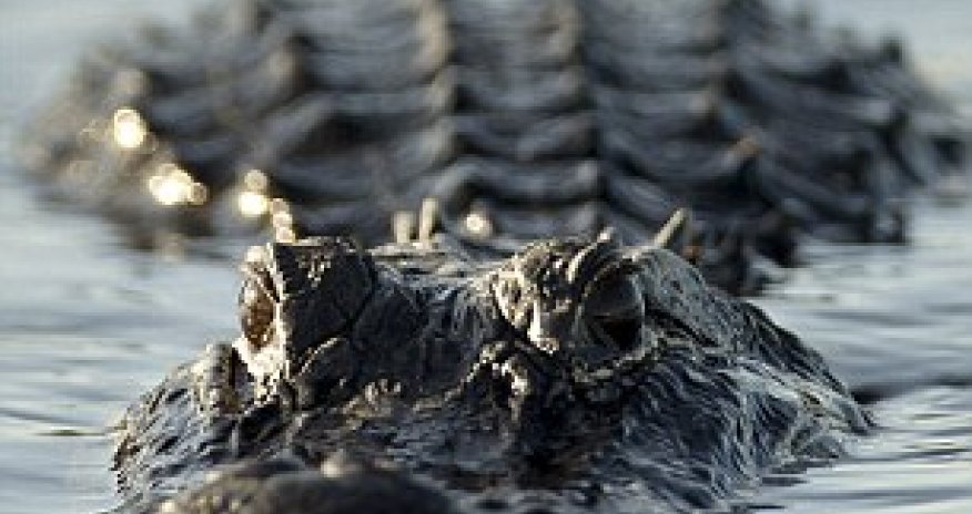 Python loses death match with Florida alligator and ends up in its jaws - PHOTO+VIDEO