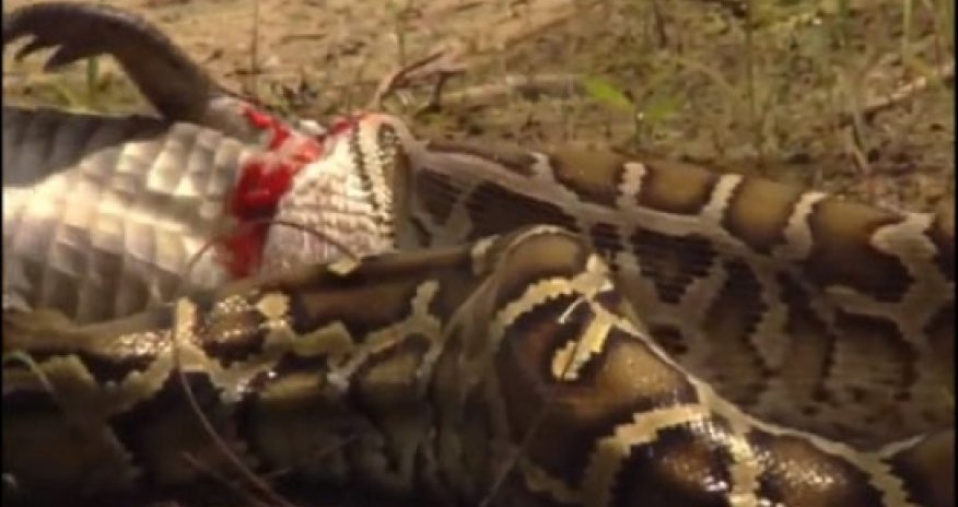 Invasion of the Giant Pythons - VIDEO