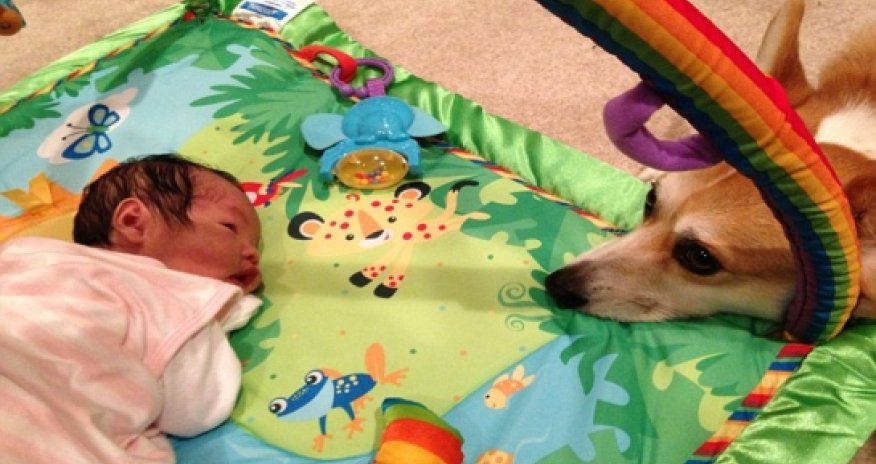 Little Claire couldn't ask for better friend than this protective corgi