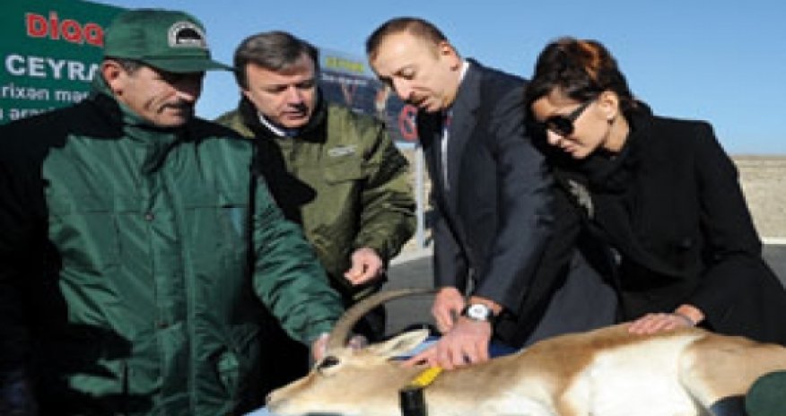 Gazelles coming home - reintroduction in Azerbaijan and Georgia
