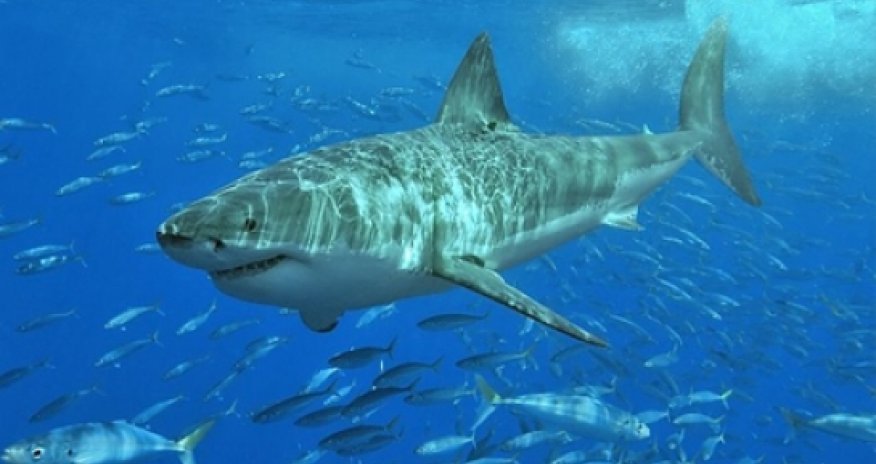 Sharks begin using Twitter to warn surfers