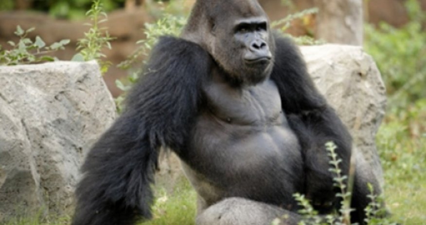 Best of 2013: Gorilla shows taunting kids who's boss - VIDEO