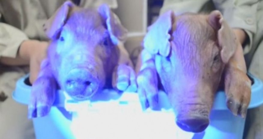 Scientists create the world's first glow-in-the-dark pigs using jellyfish DNA