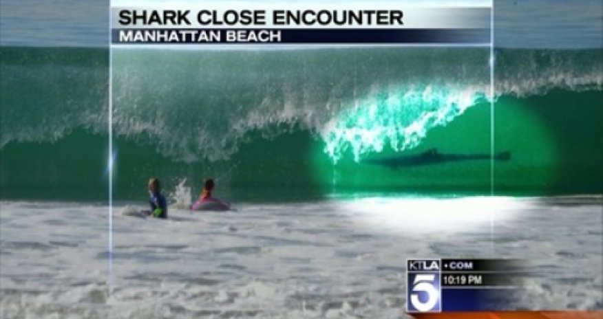 Shark photobomb? Family photo captures big fish lurking just feet from family - VIDEO