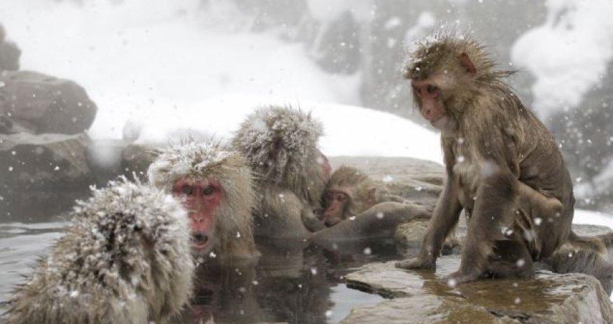 Take a moment to relax like this Japanese snow monkey - PHOTO