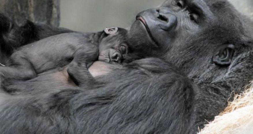 This adorable newborn gorilla clings on to her mother - PHOTO