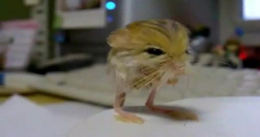 Pygmy Jerboa is the cutest animal you have never seen - VIDEO