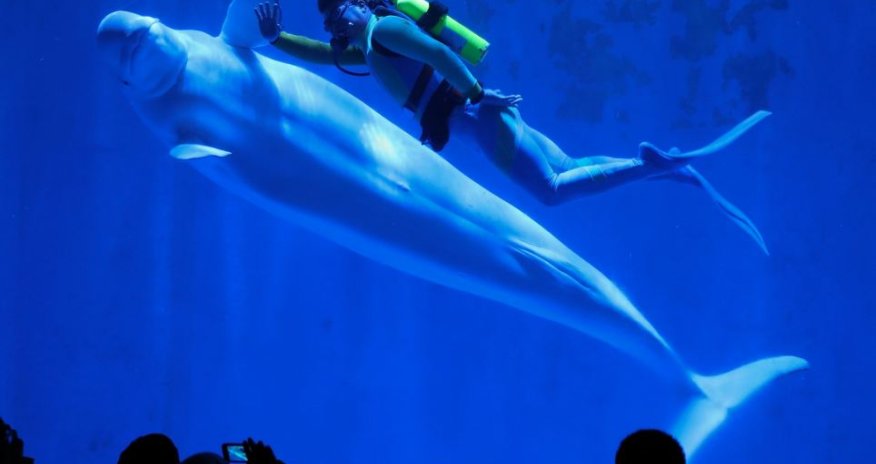 Beautiful photos show whales dancing in unison - PHOTO