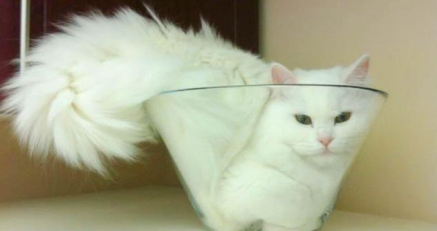 Bizarre practice of stuffing pets into jars seems to be growing - PHOTO