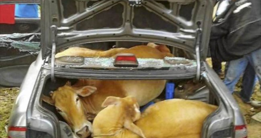 Escape plan foiled after crooks stuff cattle in car - PHOTO