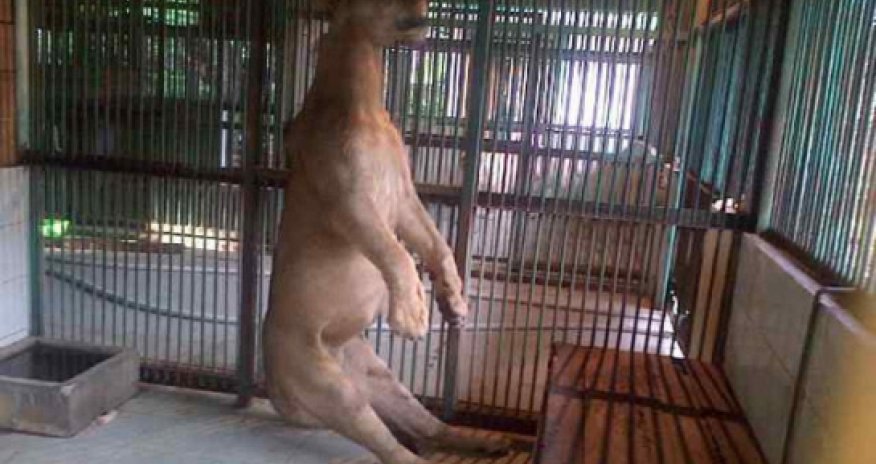 Dead lion found hanging in its cage