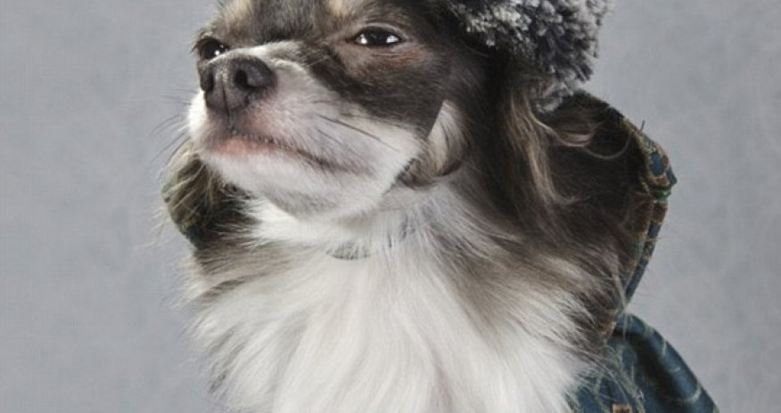 Meet the couture chihuahuas - PHOTO