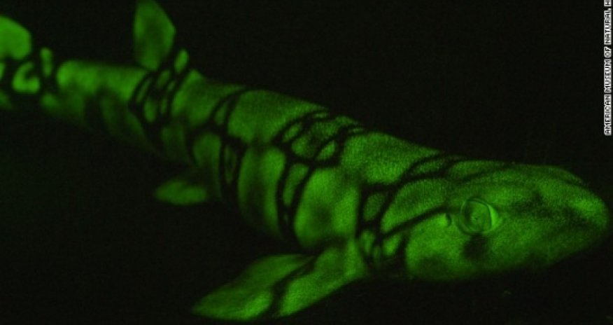 Fish put on new light - PHOTO