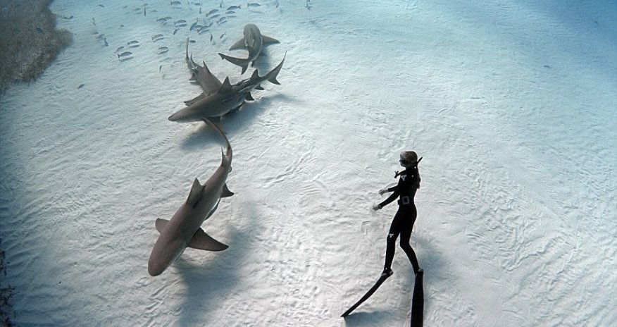 Diver who swims with sharks reveals his fear - PHOTO+VIDEO