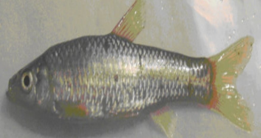 Two new fish species found in Azerbaijan - PHOTO