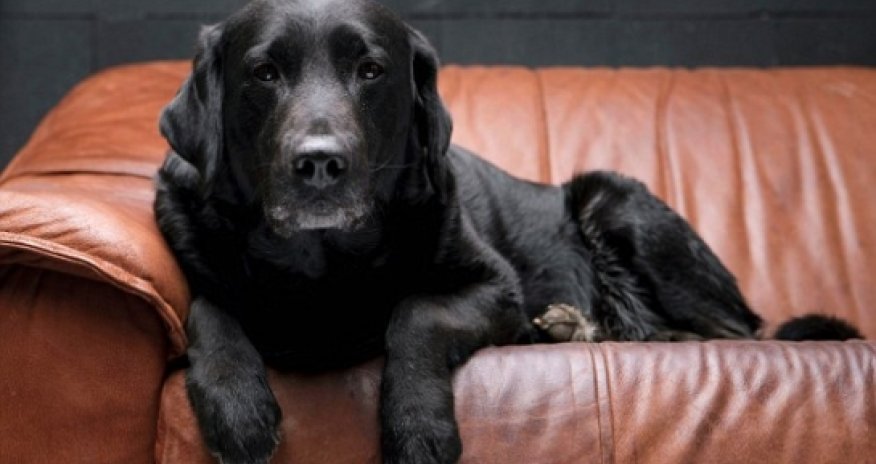 Black dog syndrome means more black dogs are without homes