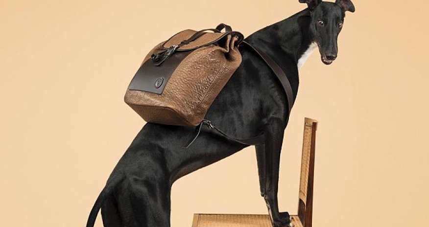 Italian fashion label hires greyhounds to model their clothes - PHOTO