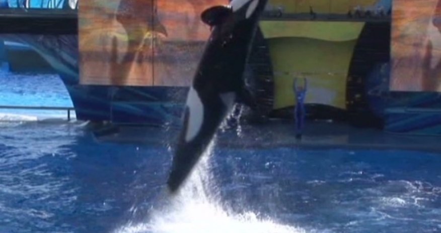 Despite Blackfish, SeaWorld expects record revenue for 2013