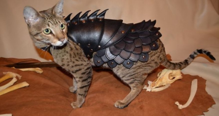 Now your feline can have its own BODY ARMOR