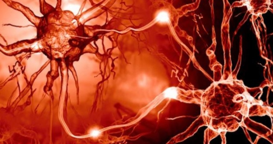 Sex in the brain: A fruitless hunt?