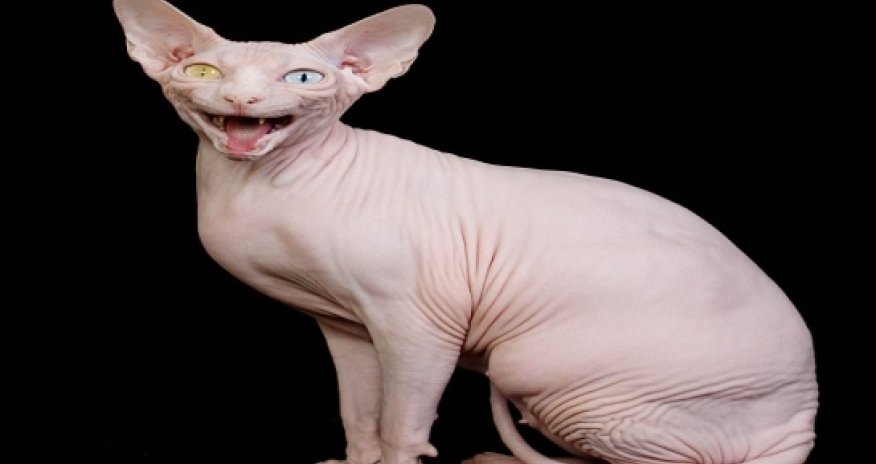 Gina the odd-eyed cat is a prize-winning champion - PHOTO