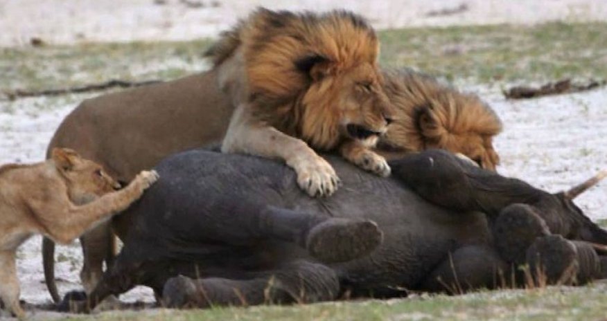 Watch moment hungry lion takes down fleeing elephant on his OWN - PHOTO+VIDEO