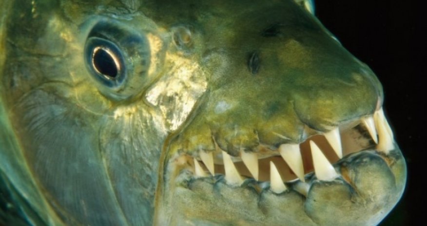 First video of fish leaping into air to prey on birds - VIDEO