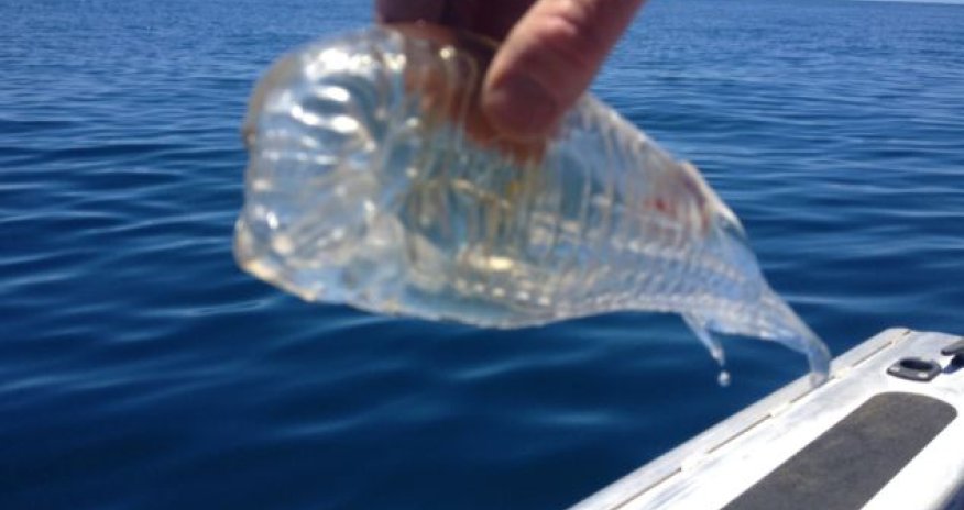 Transparent fish! - PHOTO
