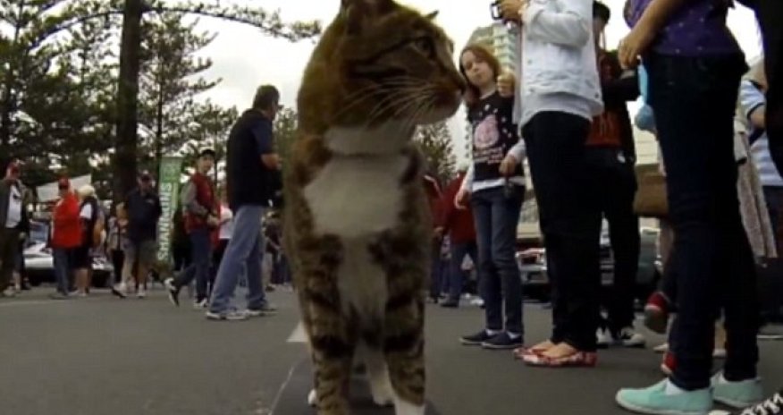 Skateboarding cat who lives life in the fast lane - PHOTO