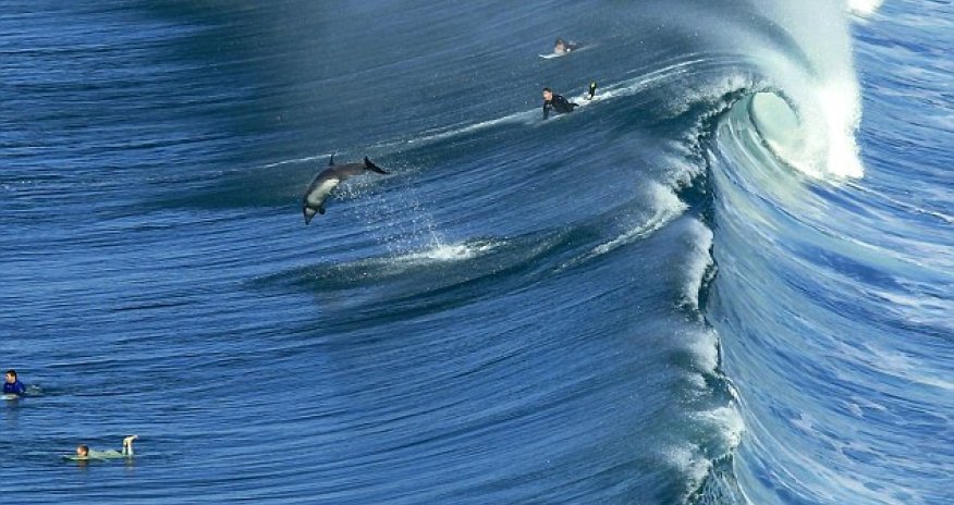 Dolphin puts surfer to shame by making light work of waves - PHOTO