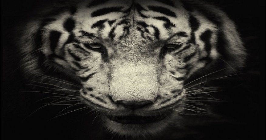 Art of darkness - PHOTO