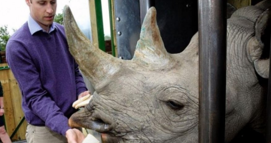 William's war on the rhino butchers