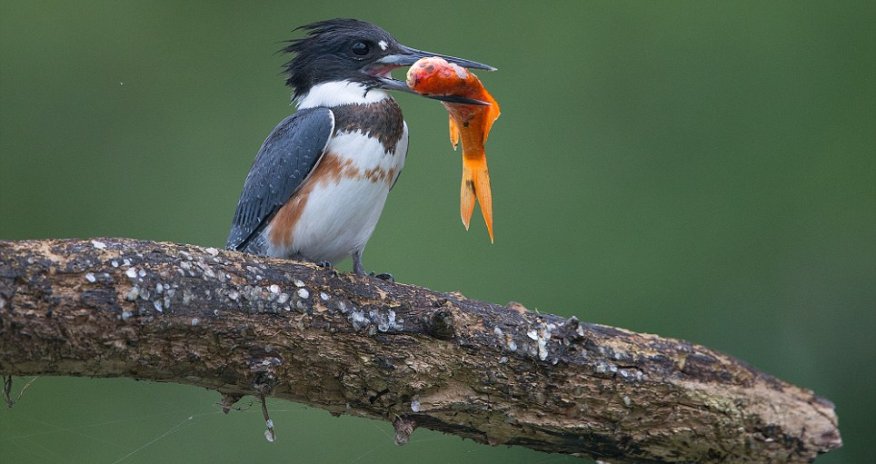 Kingfisher catches huge goldfish and wolfs it down in a single gulp - PHOTO