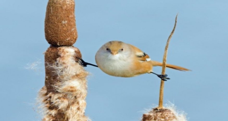 Jean-Claude Van Damme will be proud