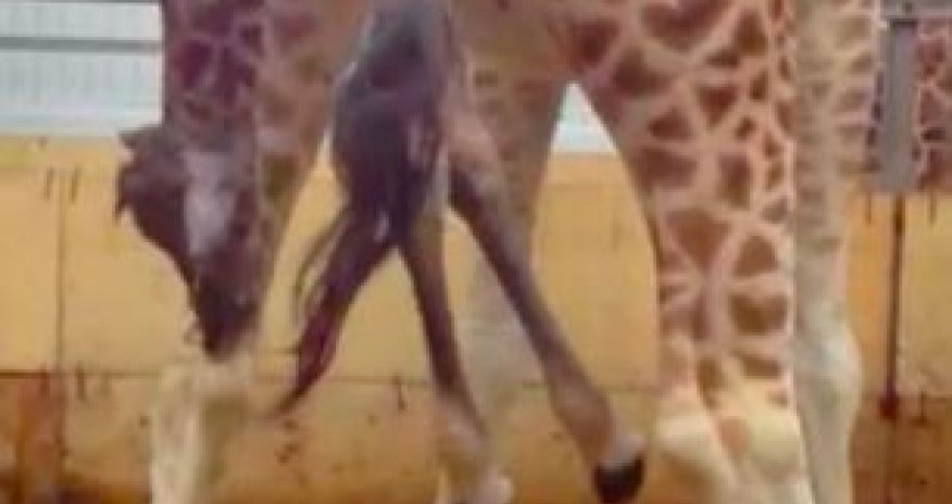 Artist animates classic works of art - PHOTO